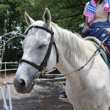地元・群馬で馬に乗るのアイキャッチ画像