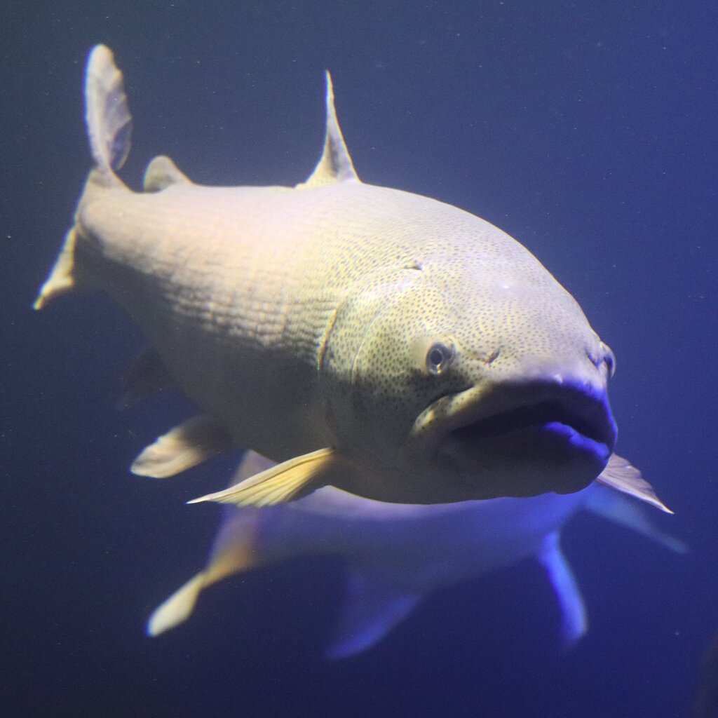 北の大地の水族館に行ってきましたのアイキャッチ画像