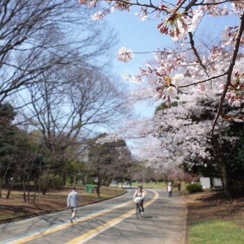駒沢大学を散歩しましたのアイキャッチ画像