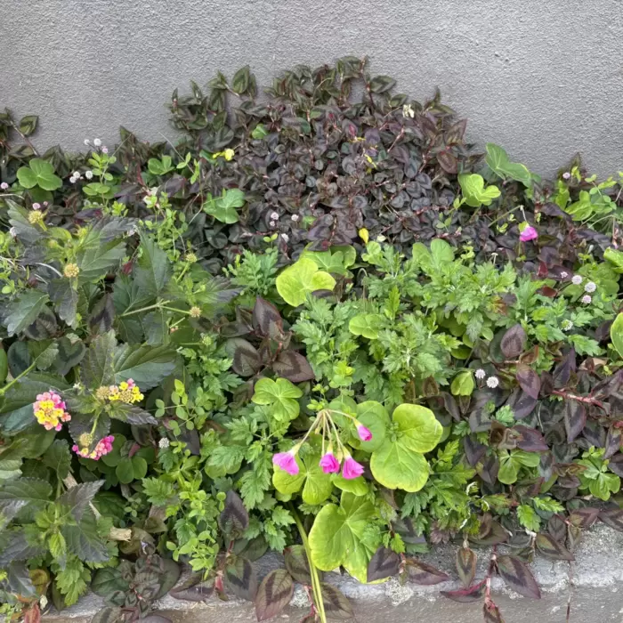 野良庭散歩14 【日暮里駅周辺で野良庭を探す】のアイキャッチ画像