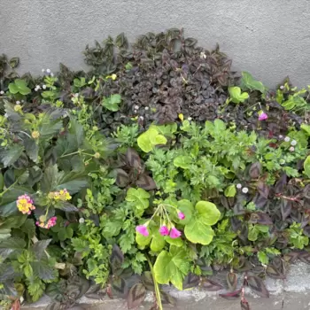 日暮里駅周辺で野良庭を探す