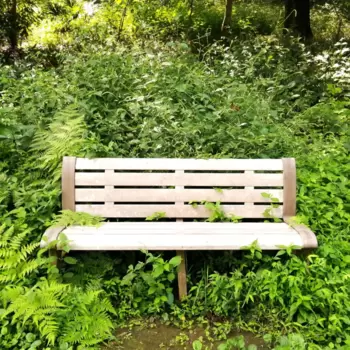 野良庭散歩番外編 公園の緑たちのアイキャッチ画像