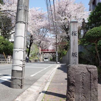 沼部を散歩しました / 桜坂と多摩川のアイキャッチ画像