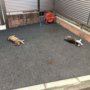 猫がシンクロする街【下落合】〜人気駅の隣駅さんぽ〜のアイキャッチ画像
