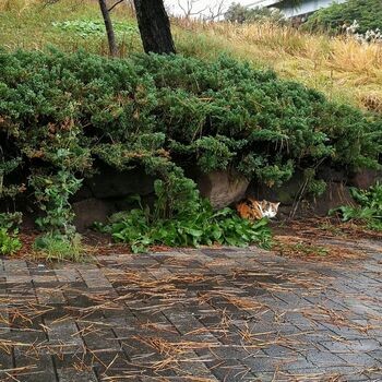 猫好き必見！タクシー運転手がトイレ利用する事でお馴染みの東海ふ頭公園を歩いてみるよのアイキャッチ画像
